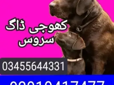 Army dog center lahore 03010417477