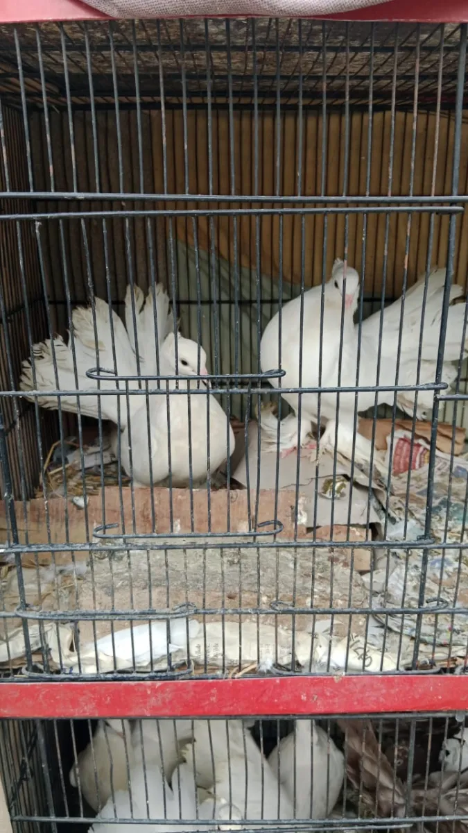 Indian Fantail Lucky Pigeon Breeder Pair for Sale