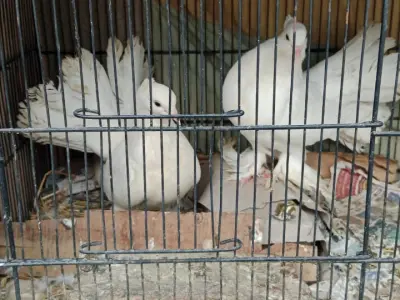 Indian Fantail Lucky Pigeon Breeder Pair for Sale