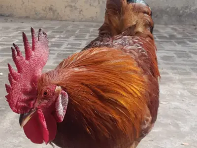 Rhode island RIR rooster - photo 1