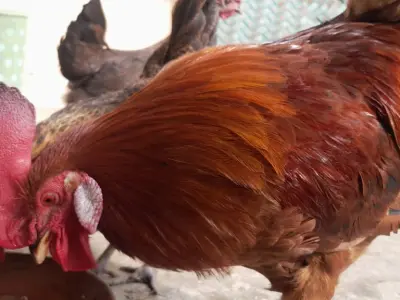 Rhode island RIR rooster - photo 2