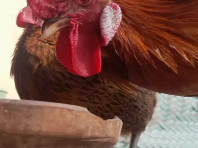 Rhode island RIR rooster - photo 3