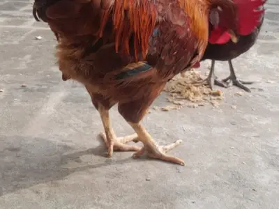 Rhode island RIR rooster - photo 4