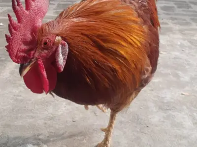 Rhode island RIR rooster - photo 5