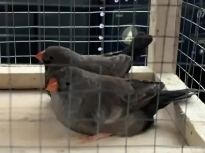 NG Charcoal Finch Pair