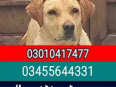 Army Dog Center Pakistan Security and Sniffer Dogs for Hire
