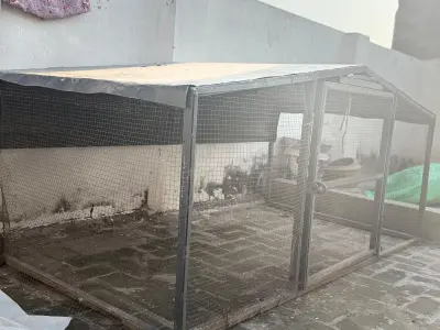 Large Pinjra for Sale | Good Condition | Rs. 30,000 - photo 3