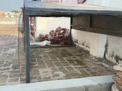 Large Pinjra for Sale | Good Condition | Rs. 30,000 - photo 4