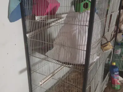 Two Heavy Metal Bird Cages, Karachi - photo 3