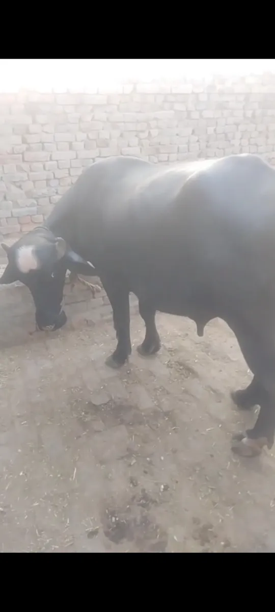 Buffalo for sale 