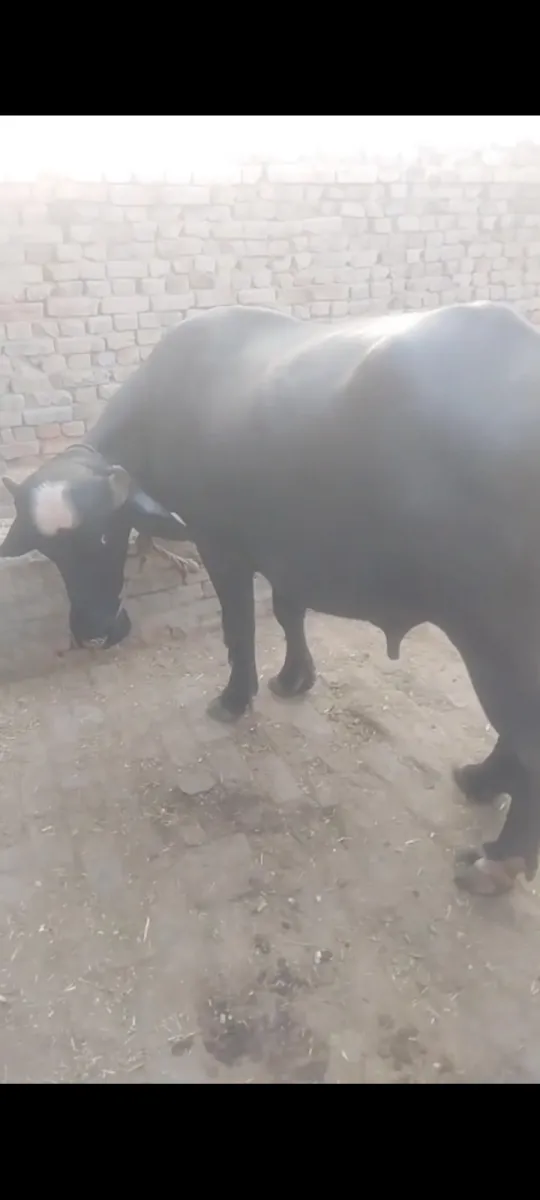 Buffalo for sale