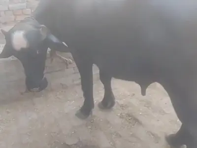 Buffalo for sale - photo 1