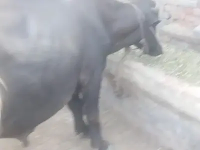 Buffalo for sale - photo 4