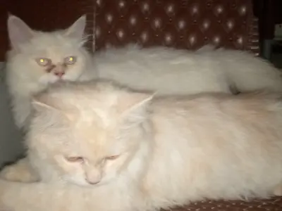2 persian cats full vaccinated eyes hairs overall 1 cat persian punch face he - photo 1