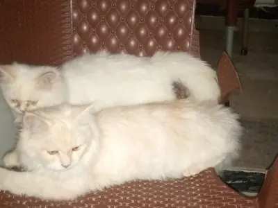 2 persian cats full vaccinated eyes hairs overall 1 cat persian punch face he - photo 2