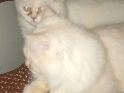 2 persian cats full vaccinated eyes hairs overall 1 cat persian punch face he - photo 3