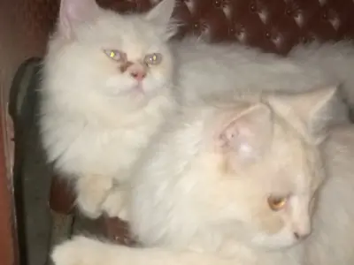 2 persian cats full vaccinated eyes hairs overall 1 cat persian punch face he - photo 4