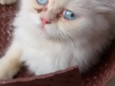 2 persian cats full vaccinated eyes hairs overall 1 cat persian punch face he - photo 5