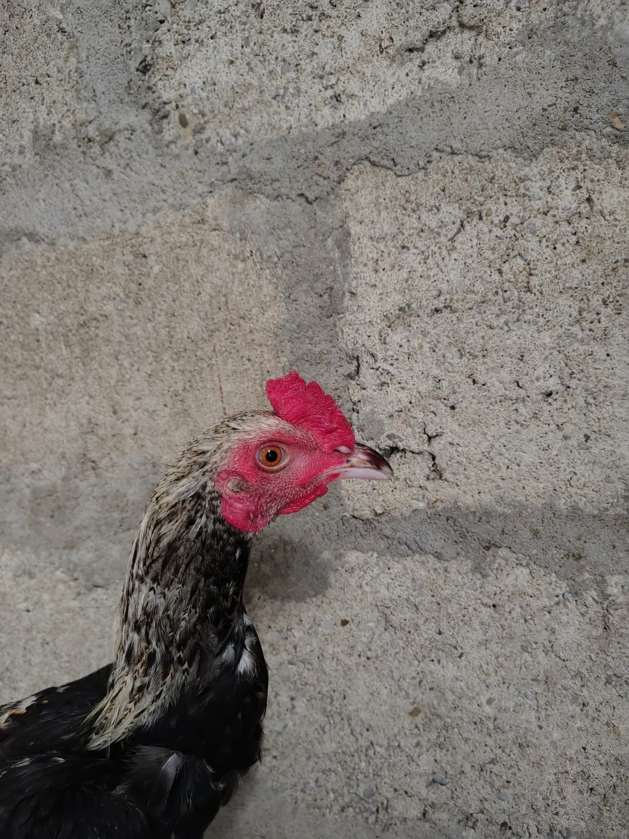 🔥 Sindhi Aseel Murga 🐓