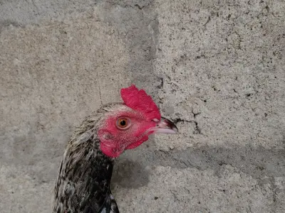 🔥 Sindhi Aseel Murga 🐓 - photo 1