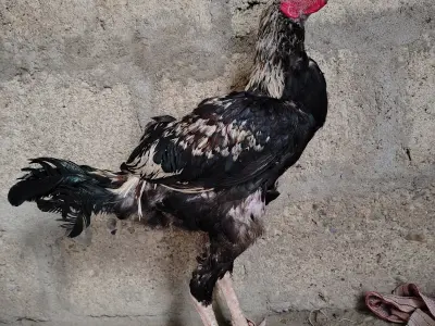 🔥 Sindhi Aseel Murga 🐓 - photo 3