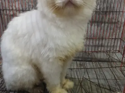 Persion cat - photo 3