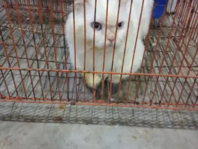 Persion cat - photo 4