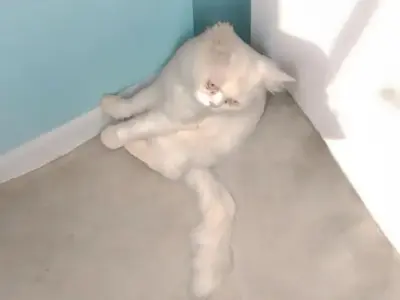 Persian Cat Male 1 year old