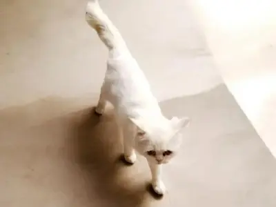 Persian Cat Male 1 year old - photo 2