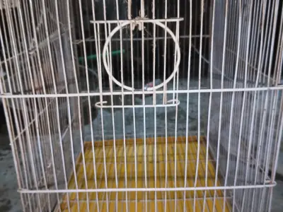 Peigon cages - photo 3