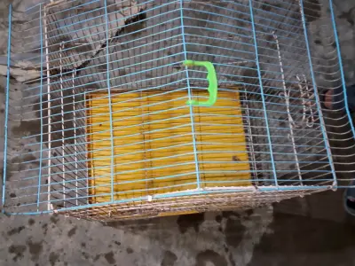 Peigon cages - photo 4