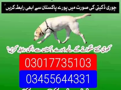 Army dog center 03017735103