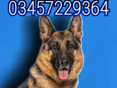 Army dog center 03457229364 - photo 1