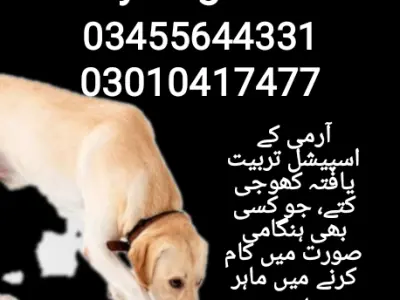 Army dog center 03010417477