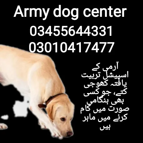 Army dog center 03010417477