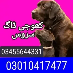 Army dog center 03010417477 🐕🐶
